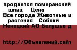 продается померанский шпиц  › Цена ­ 35 000 - Все города Животные и растения » Собаки   . Ненецкий АО,Белушье д.